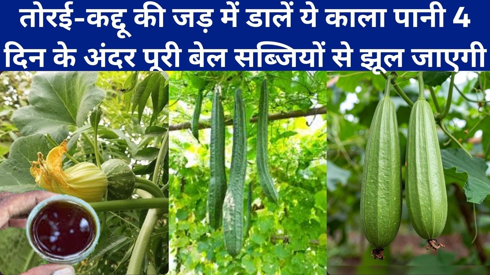 मार्केट से खरीदना बंद! तोरई-कद्दू की जड़ में डालें ये काला पानी, 4 दिन के अंदर पूरी बेल सब्जियों से झूल जाएगी, जानिए नाम