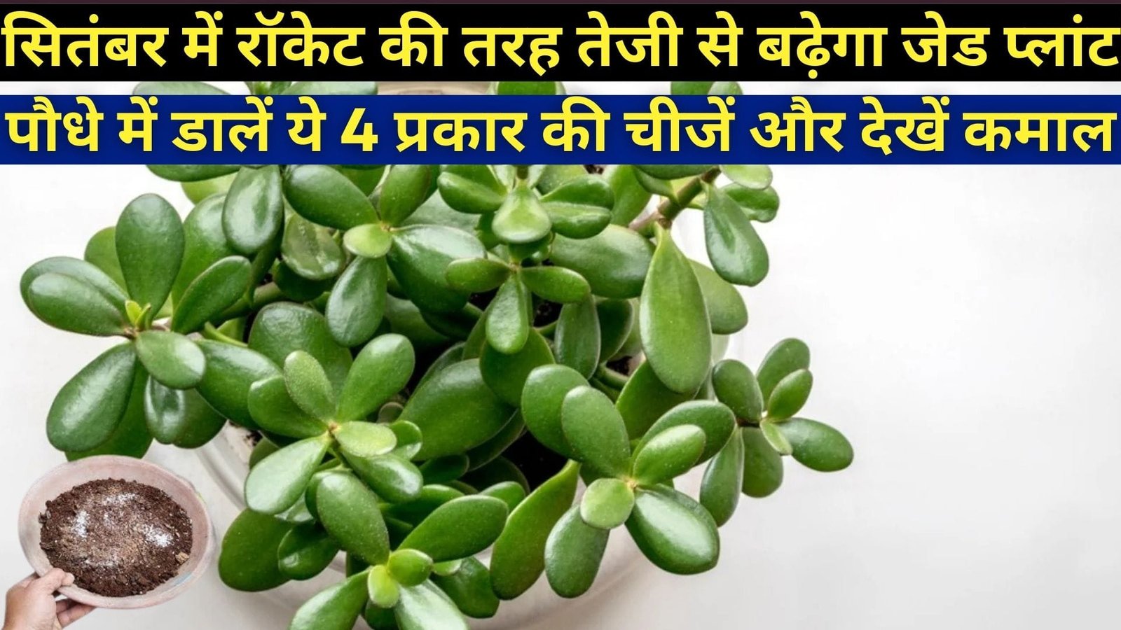 सितंबर में रॉकेट की तरह तेजी से बढ़ेगा जेड प्लांट, पौधे में डालें ये 4 प्रकार की चीजें और देखें कमाल बरसात में नहीं गलेगा पौधा, जाने नाम