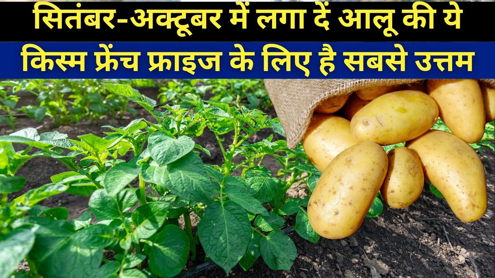 सितंबर-अक्टूबर में लगा दें आलू की ये किस्म, फ्रेंच फ्राइज के लिए है सबसे उत्तम खेती से होगी अंधाधुन पैसों की बारिश, जानिए नाम