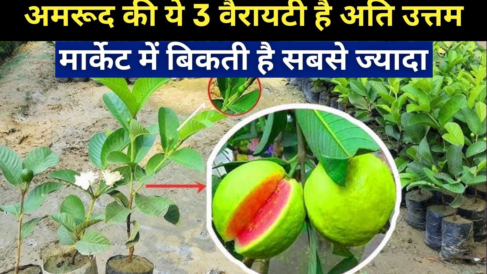 अमरूद की ये 3 वैरायटी है अति उत्तम, मार्केट में बिकती है सबसे ज्यादा खेती से सालों साल होगी लाखों की कमाई, जाने नाम