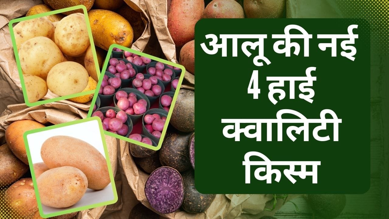 चार नई आलू की किस्मों