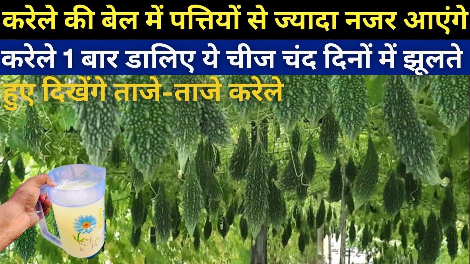 करेले की बेल में पत्तियों से ज्यादा नजर आएंगे करेले, 1 बार डालिए ये चीज चंद दिनों में झूलते हुए दिखेंगे ताजे-ताजे करेले, जाने नाम