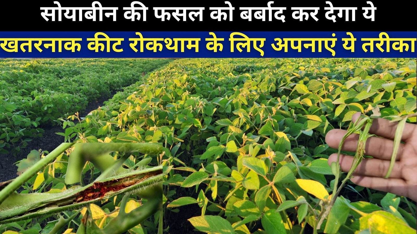 सोयाबीन की फसल को बर्बाद कर देगा ये खतरनाक कीट, रोकथाम के लिए अपनाएं ये तरीका और करें ये छिड़काव, जाने नाम
