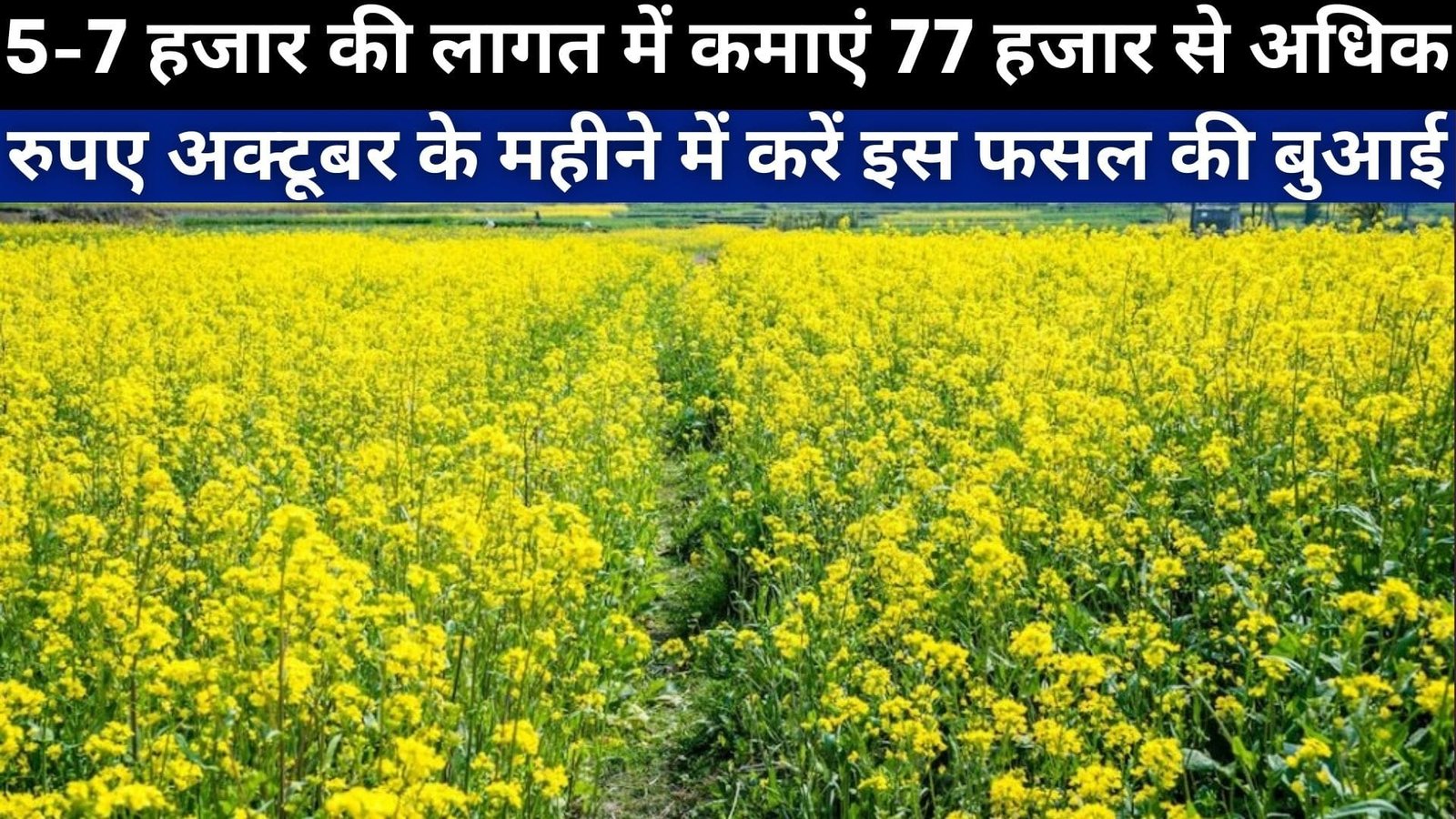 5-7 हजार की लागत में कमाएं 77 हजार से अधिक रुपए, अक्टूबर के महीने में एक एकड़ में करें इस फसल की बुआई, जानिए नाम