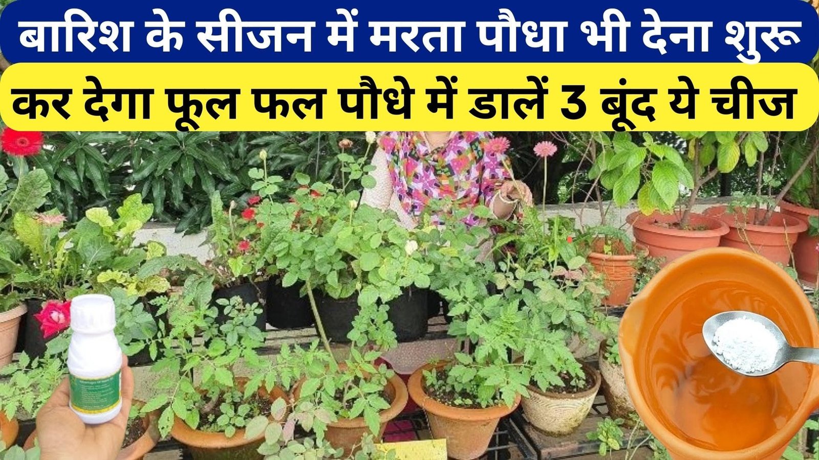 बारिश के सीजन में मरता पौधा भी देना शुरू कर देगा फूल फल, पौधे में डालें 3 बूंद ये ऑर्गेनिक चीज फंगस लगने की समस्या भी खत्म