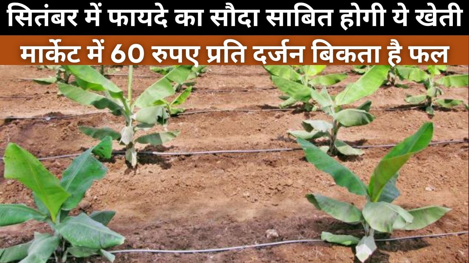 सितंबर में फायदे का सौदा साबित होगी ये खेती, मार्केट में 60 रूपए प्रति दर्जन बिकता है फल लाखों की होगी कमाई, जाने पूरा प्रोसेस
