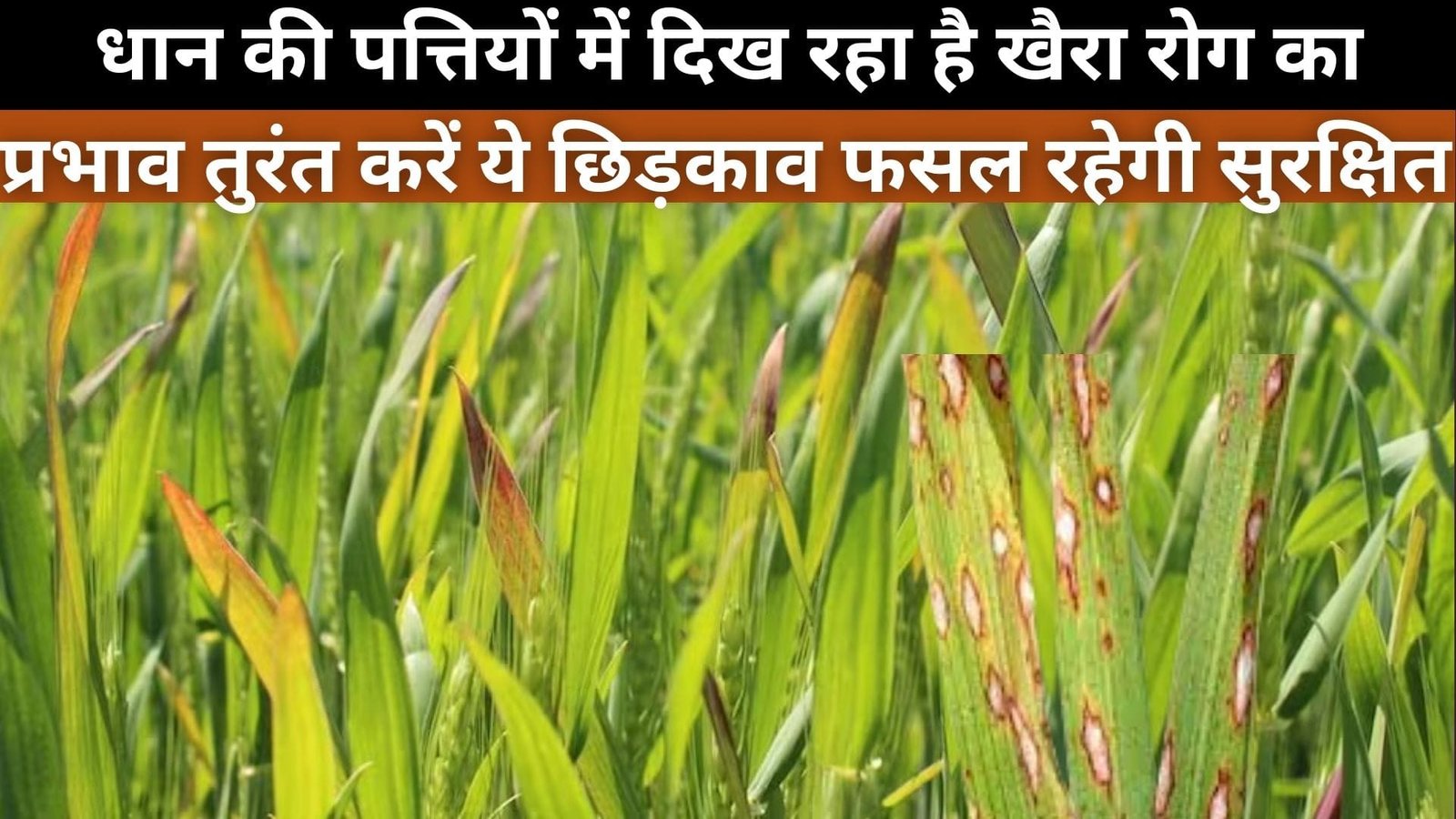 धान की पत्तियों में दिख रहा है खैरा रोग का प्रभाव, तुरंत करें ये छिड़काव फसल रहेगी सुरक्षित उत्पादन में नहीं आएगी कोई कमी