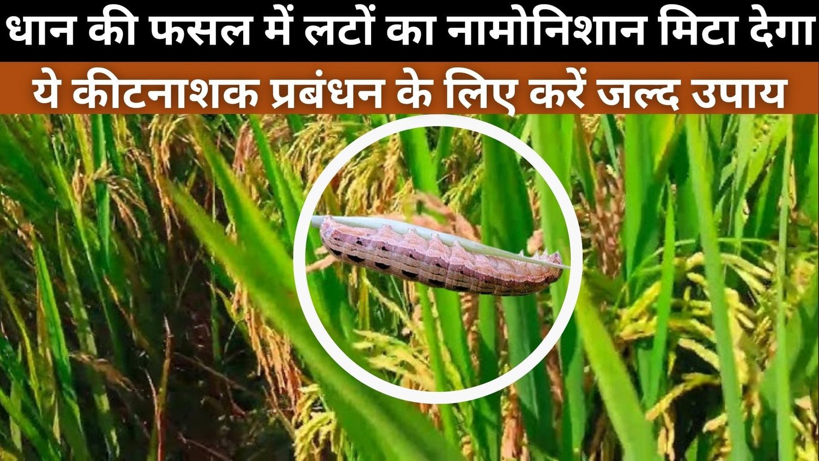 धान की फसल में लटों का नामोनिशान मिटा देगा ये कीटनाशक, प्रबंधन के लिए करें जल्द उपाय, जानिए बचाव के उपाय