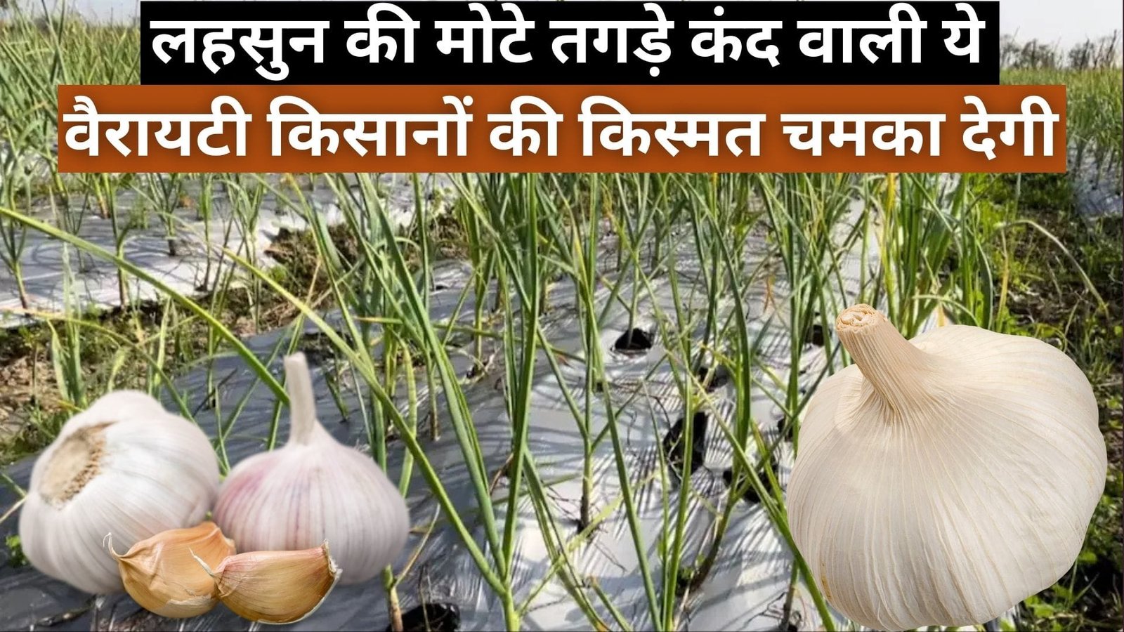 लहसुन की मोटे तगड़े कंद वाली ये वैरायटी किसानों की किस्मत चमका देगी, अक्टूबर में करें बुआई लाखों में होगी कमाई, जाने पूरी डिटेल