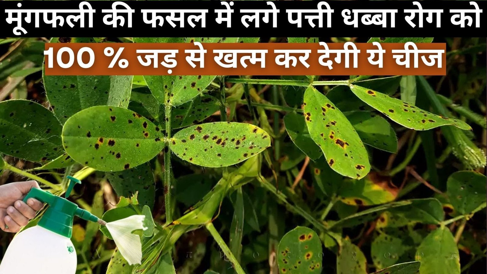 मूंगफली की फसल में लगे पत्ती धब्बा रोग को 100 % जड़ से खत्म कर देगी ये चीज, रोग का प्रभाव दिखते ही तुरंत करें छिड़काव, जानिए नाम