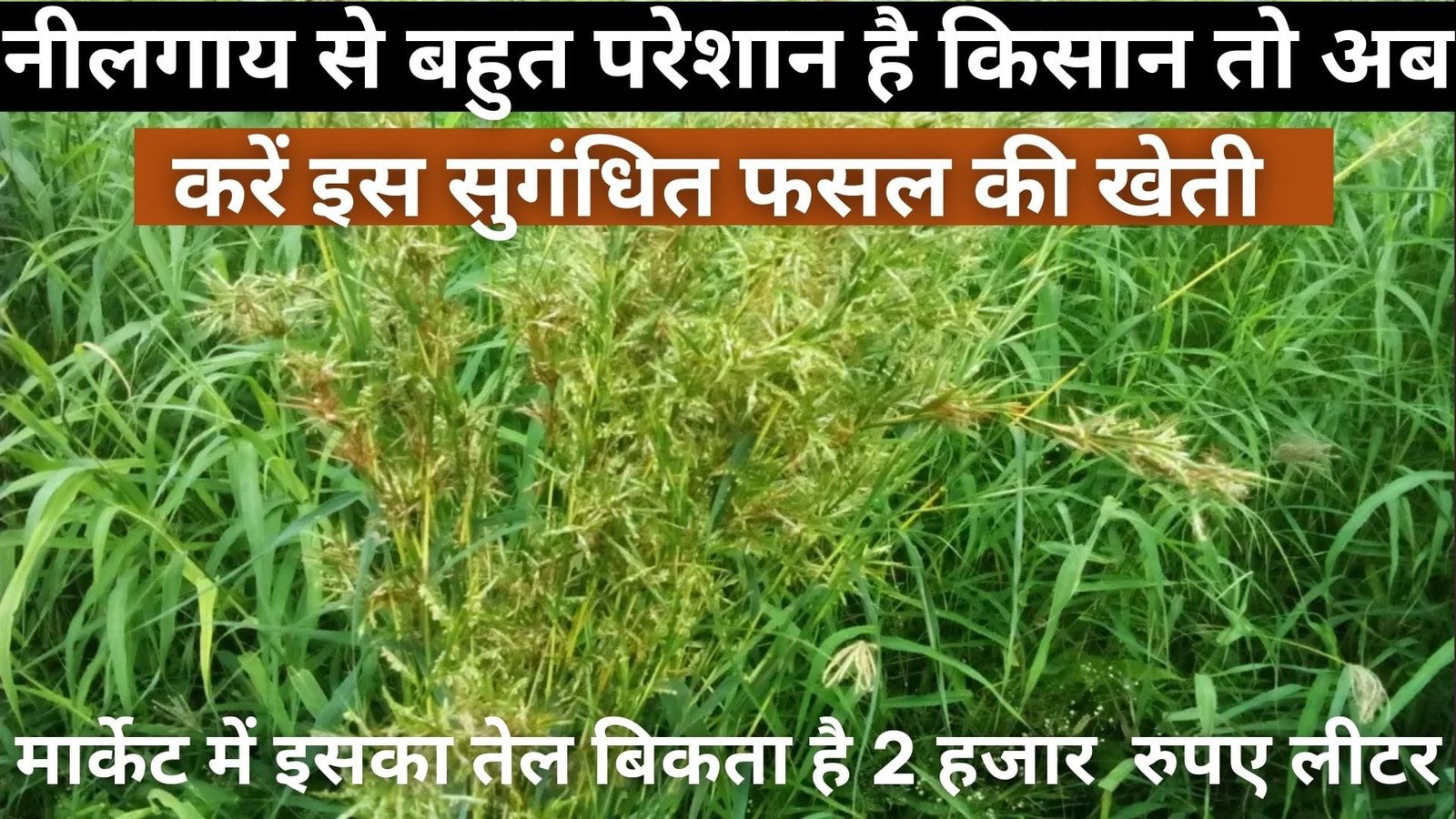 नीलगाय से बहुत परेशान है किसान, तो अब करें इस सुगंधित फसल की खेती मार्केट में इसके तेल की है खूब डिमांड बिकता है 2,000 रुपए लीटर