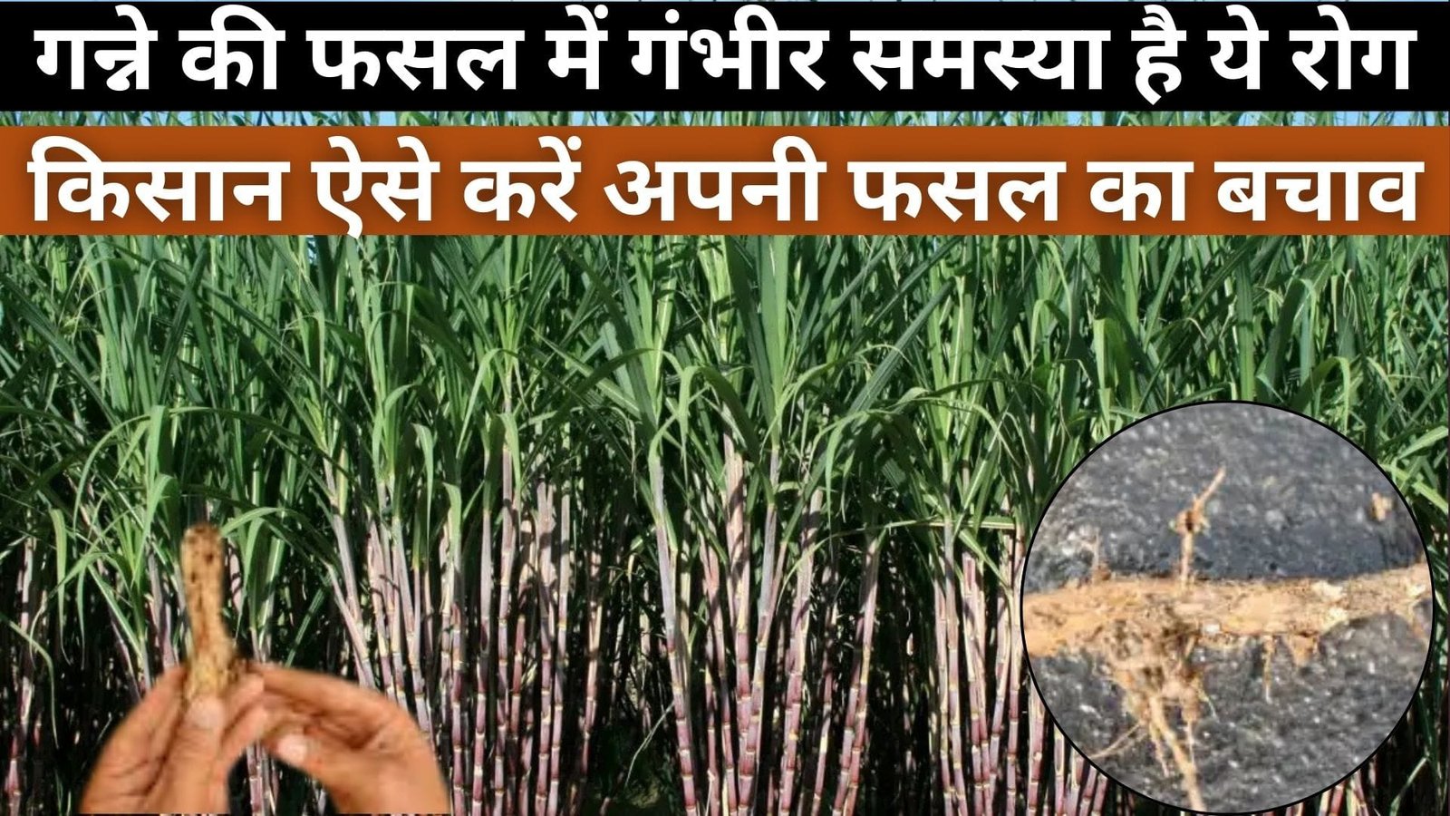 गन्ने की फसल में गंभीर समस्या है ये रोग, किसान ऐसे करें अपनी फसल का बचाव नहीं तो हो सकता है भारी नुकसान, जाने बचाव के उपाय