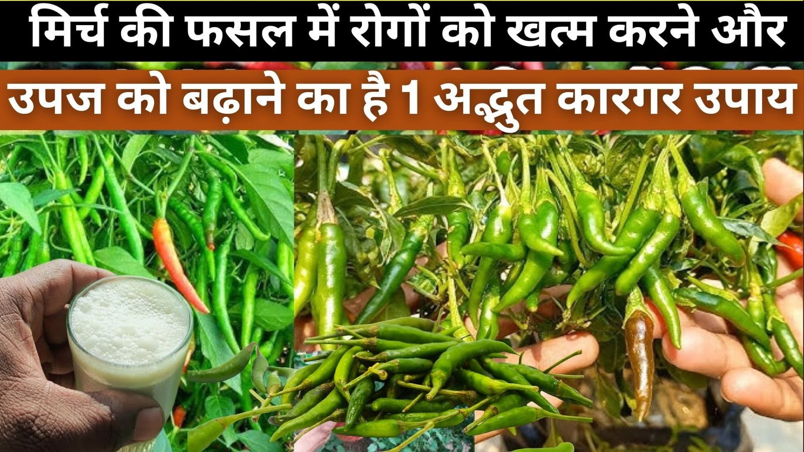 मिर्च की फसल में एकबार कर दें इस देसी घोल का स्प्रे, रोगों को खत्म करने और उपज को बढ़ाने का है 1 अद्भुत कारगर उपाय, जाने नाम
