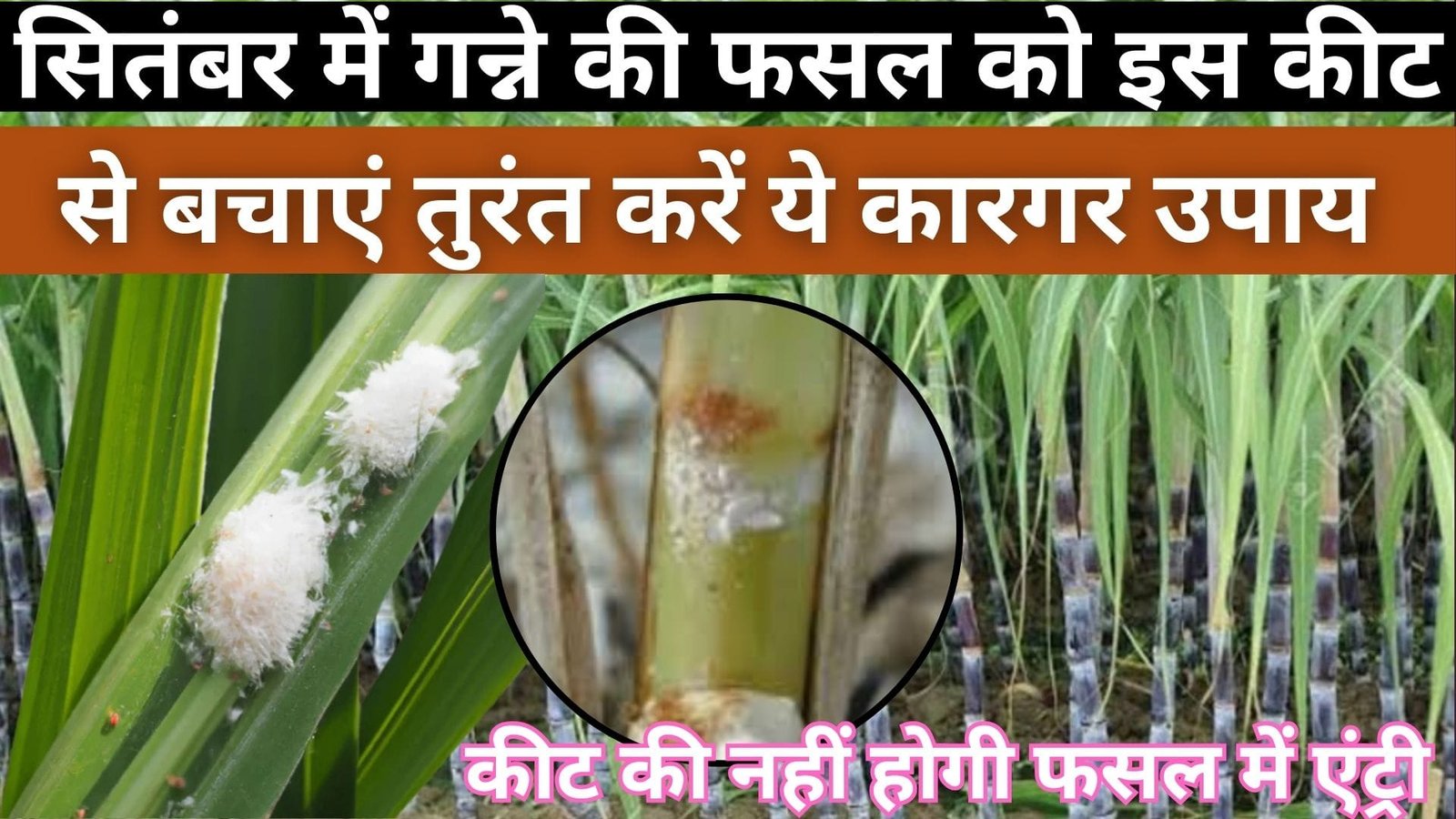 सितंबर में गन्ने की फसल को इस कीट से बचाएं, तुरंत करें ये कारगर उपाय कीट की नहीं होगी फसल में एंट्री, जानिए सम्पूर्ण जानकारी