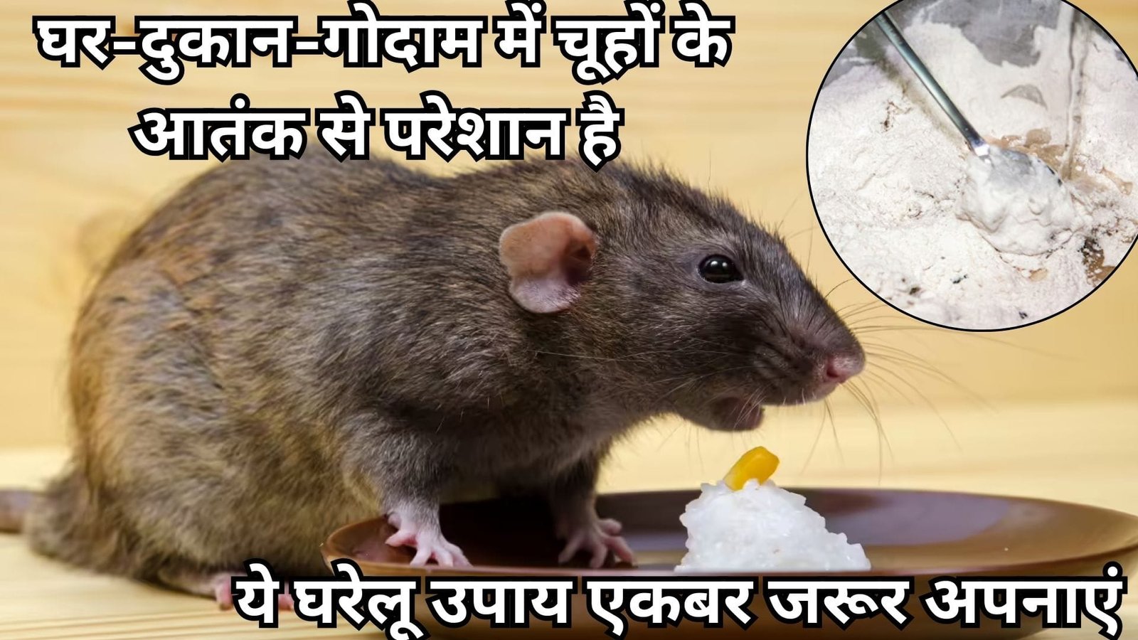 घर-दुकान-गोदाम में चूहों के आतंक से परेशान हो गए है तो ये घरेलू उपाय एकबर जरूर अपनाएं 5 रुपए की ये चीजें है बेहद कारगर
