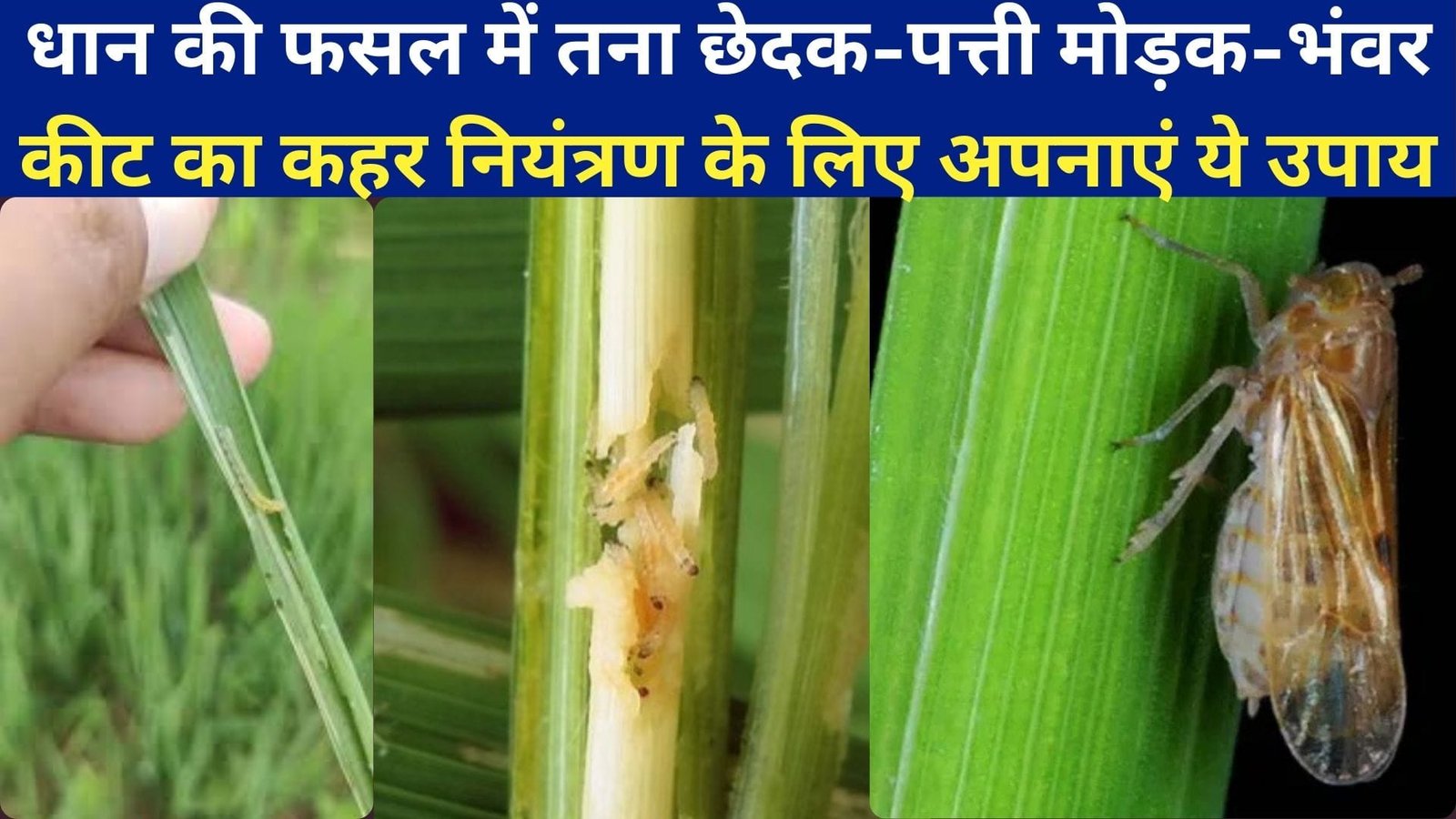 धान की फसल में तना छेदक-पत्ती मोड़क-भंवर कीट का कहर, नियंत्रण के लिए अपनाएं ये उपाय पर्यावरण के लिए भी है सुरक्षित