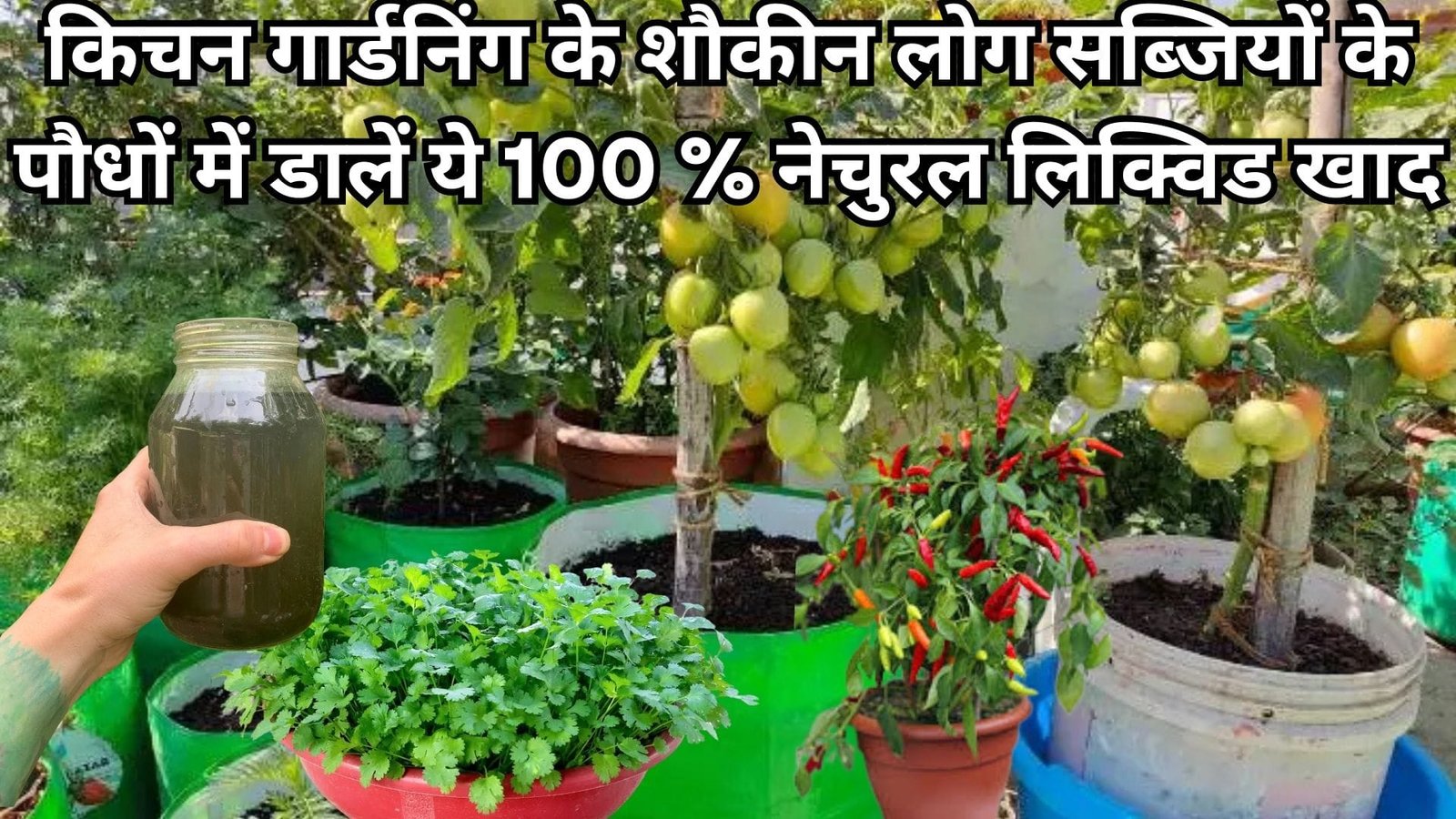 किचन गार्डनिंग के शौकीन लोग सब्जियों के पौधों में डालें ये 100 % ऑर्गेनिक लिक्विड खाद, हर पौधे में भर-भर कर लगेगी सब्जियां, जाने नाम