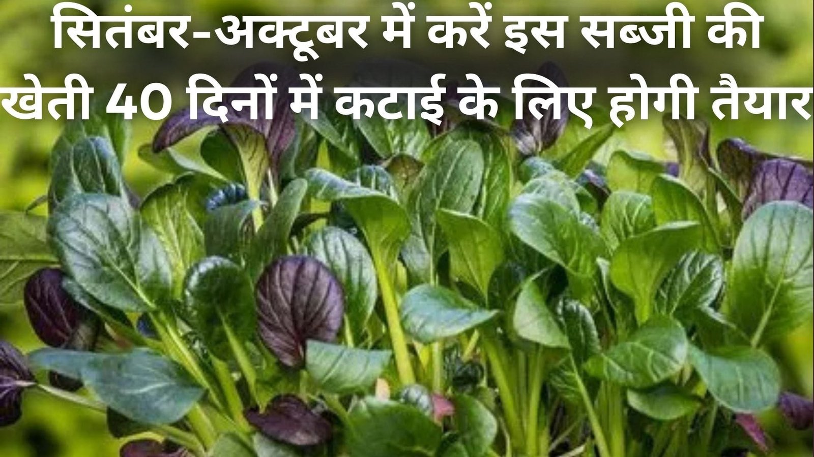 सितंबर-अक्टूबर में करें इस सब्जी की खेती, 40 दिनों में कटाई के लिए होगी तैयार मार्केट में मिलेगा दोगुना दाम, जाने नाम