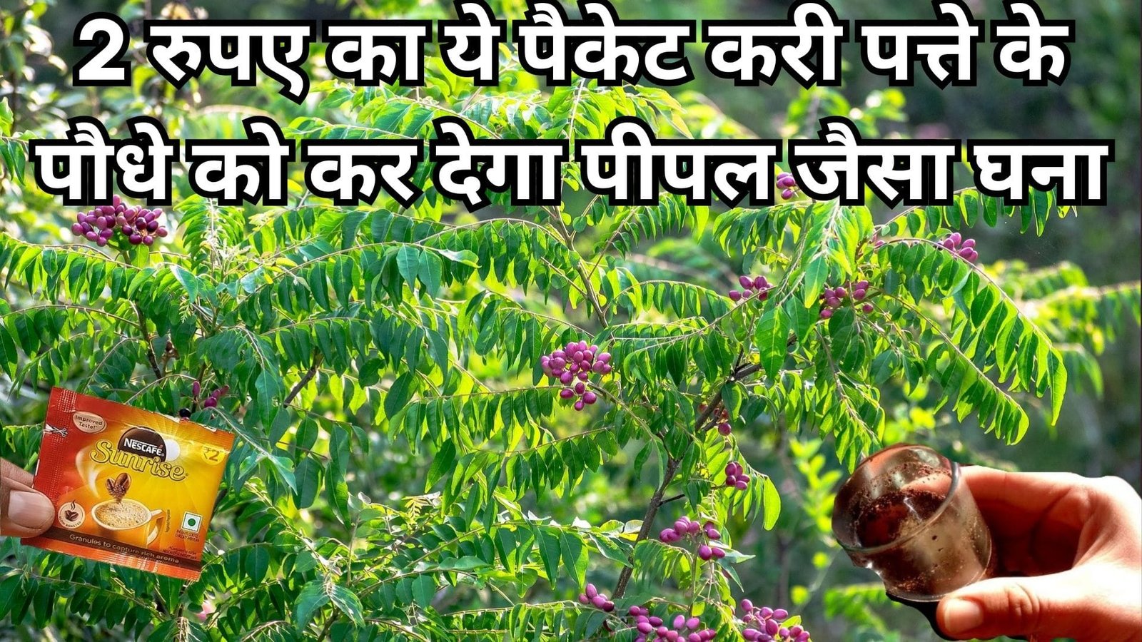 2 रुपए का ये पैकेट करी पत्ते के पौधे को कर देगा पीपल जैसा घना, एकबार करें इस्तेमाल महीने भर नहीं देना पड़ेगी दूसरी कोई खाद