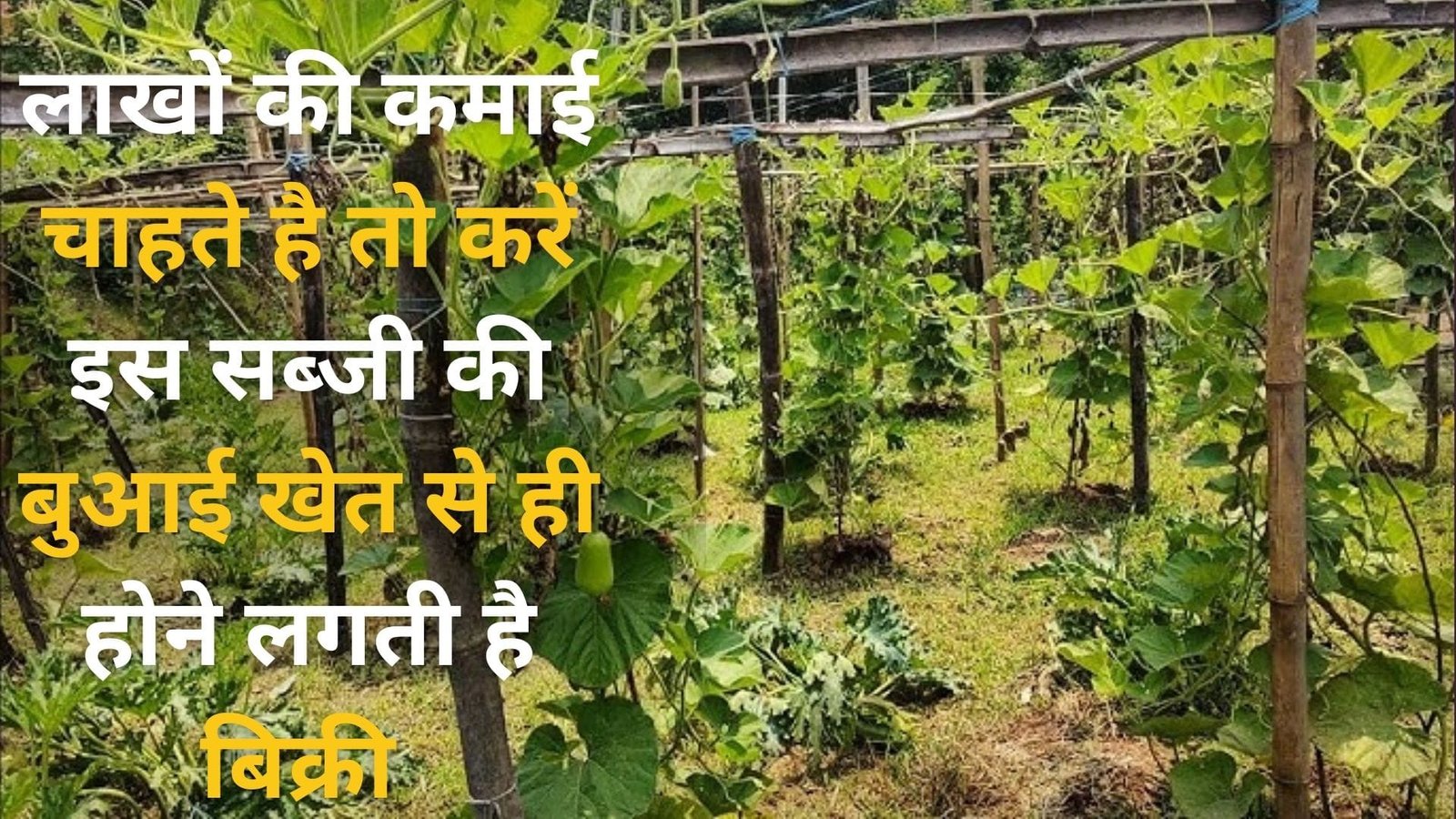 लाखों की कमाई चाहते है तो करें इस सब्जी की बुआई, खेत से ही होने लगती है बिक्री ताजी सब्जी देख लोग खुद को रोक नहीं पाते है