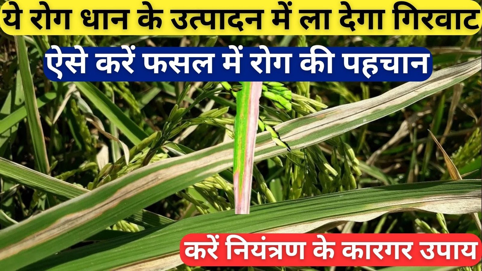 Agriculture tips: ये रोग धान के उत्पादन में ला देगा गिरवाट, ऐसे करें फसल में रोग की पहचान और करें नियंत्रण के कारगर उपाय
