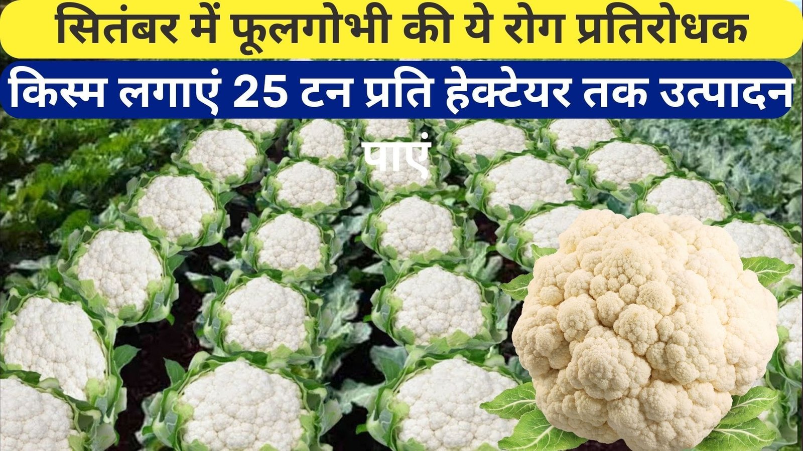 सितंबर में फूलगोभी की ये रोग प्रतिरोधक किस्म लगाएं, 25 टन प्रति हेक्टेयर तक उत्पादन पाएं नवंबर में होगा लाखों का मुनाफा