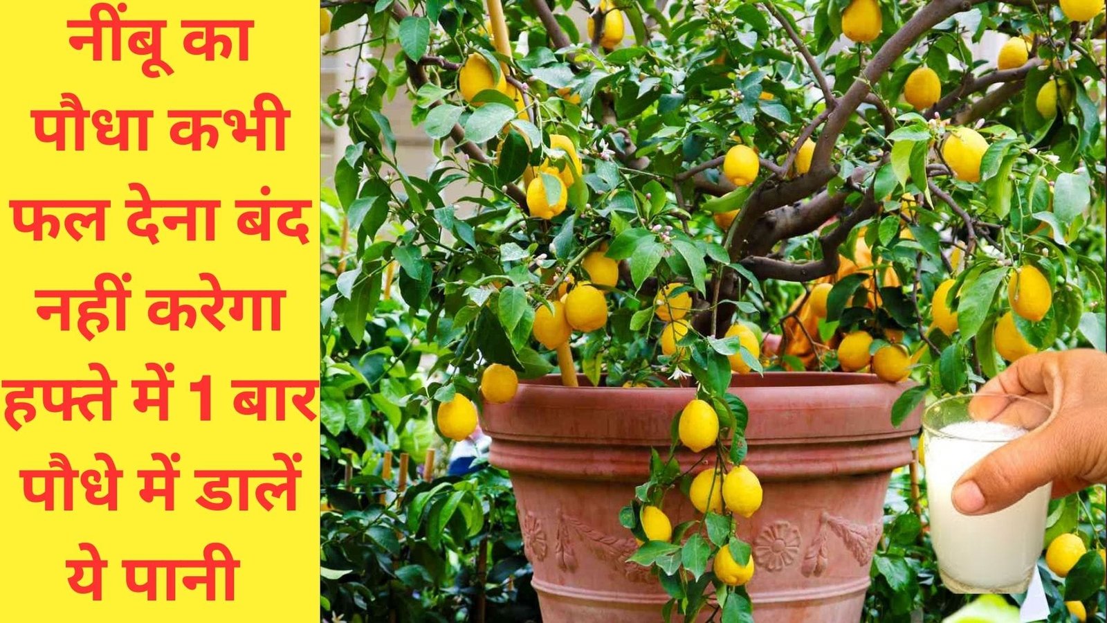 नींबू का पौधा कभी फल देना बंद नहीं करेगा, हफ्ते में 1 बार पौधे में डालें ये पानी बाजार से पैसे दे कर नींबू खरीदने की झंझट होगी खत्म फ्री में होगा काम