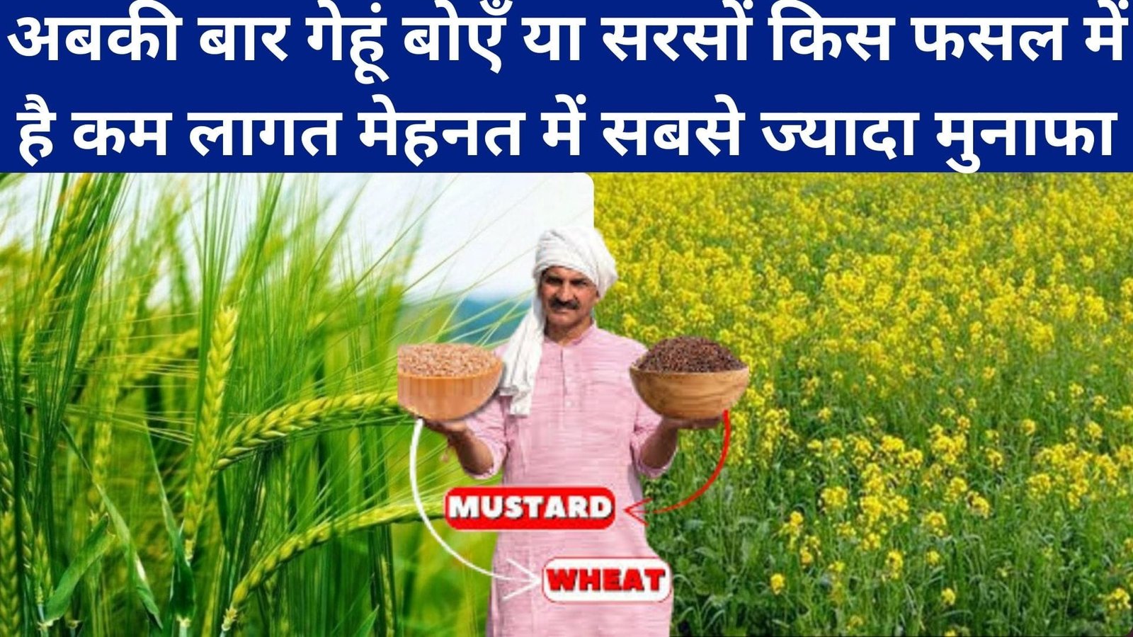 अबकी बार गेहूं बोएँ या सरसों, किस फसल में है कम लागत मेहनत में सबसे ज्यादा मुनाफा, जाने अधिक मुनाफे वाली सटीक फसल