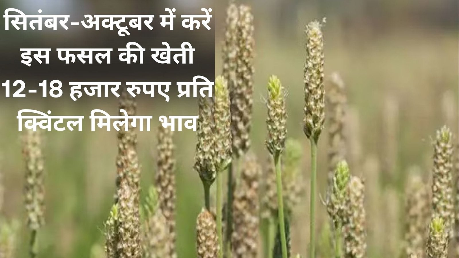 सितंबर-अक्टूबर में करें इस फसल की खेती, 12-18 हजार रुपए प्रति क्विंटल मिलेगा भाव 1 लाख से अधिक होगा शुद्ध मुनाफा, जाने नाम