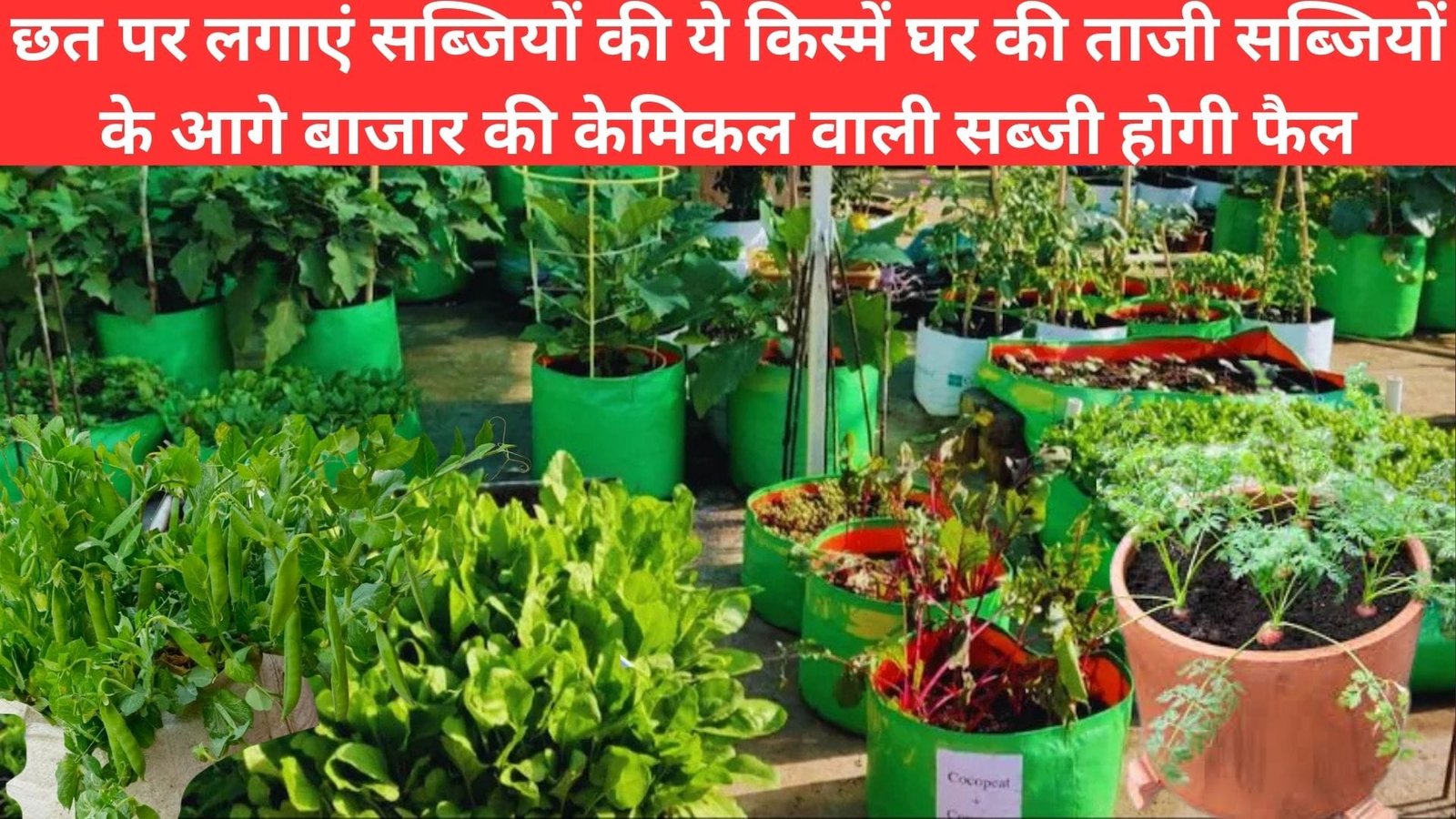 सितंबर में छत पर लगाएं सब्जियों की ये किस्में, घर की ताजी सब्जियों के आगे बाजार की केमिकल वाली सब्जी होगी फैल सेहत भी रहेगी फीट