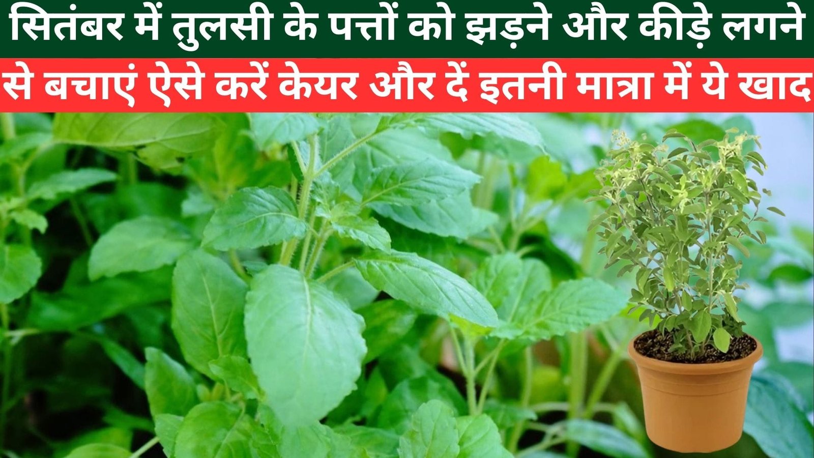 सितंबर में तुलसी के पत्तों को झड़ने और कीड़े लगने से बचाएं, ऐसे करें केयर और दें इतनी मात्रा में ये खाद होगी नई ग्रोथ, जाने प्रोसेस