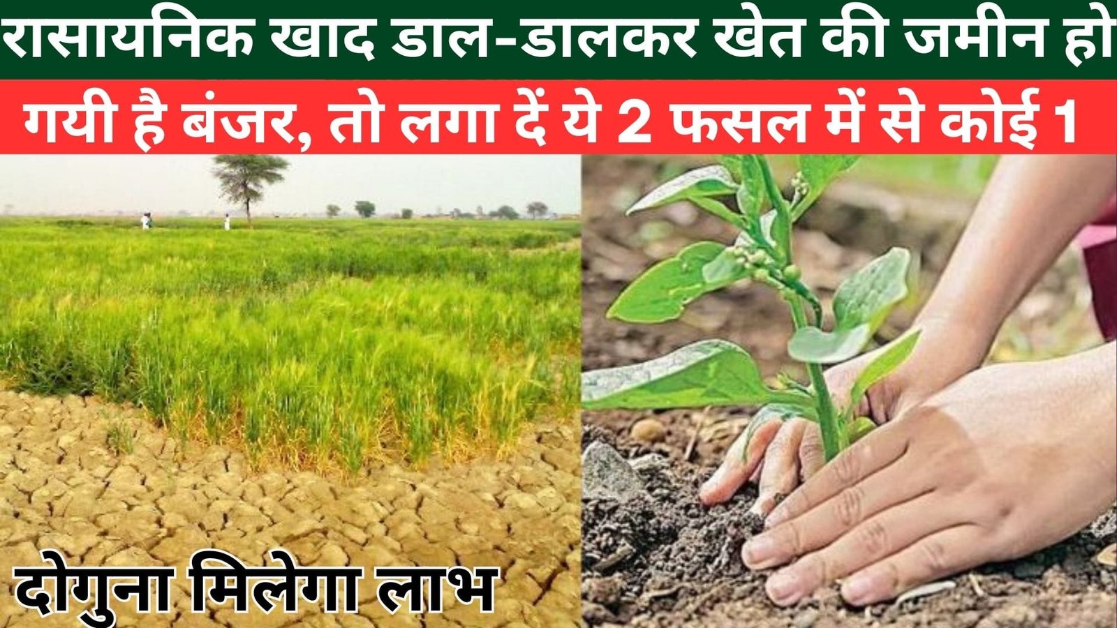 रासायनिक खाद डाल-डालकर खेत की जमीन हो गयी है बंजर, तो लगा दें ये 2 फसल में से कोई 1 फसल दोगुना मिलेगा लाभ, जाने फायदे