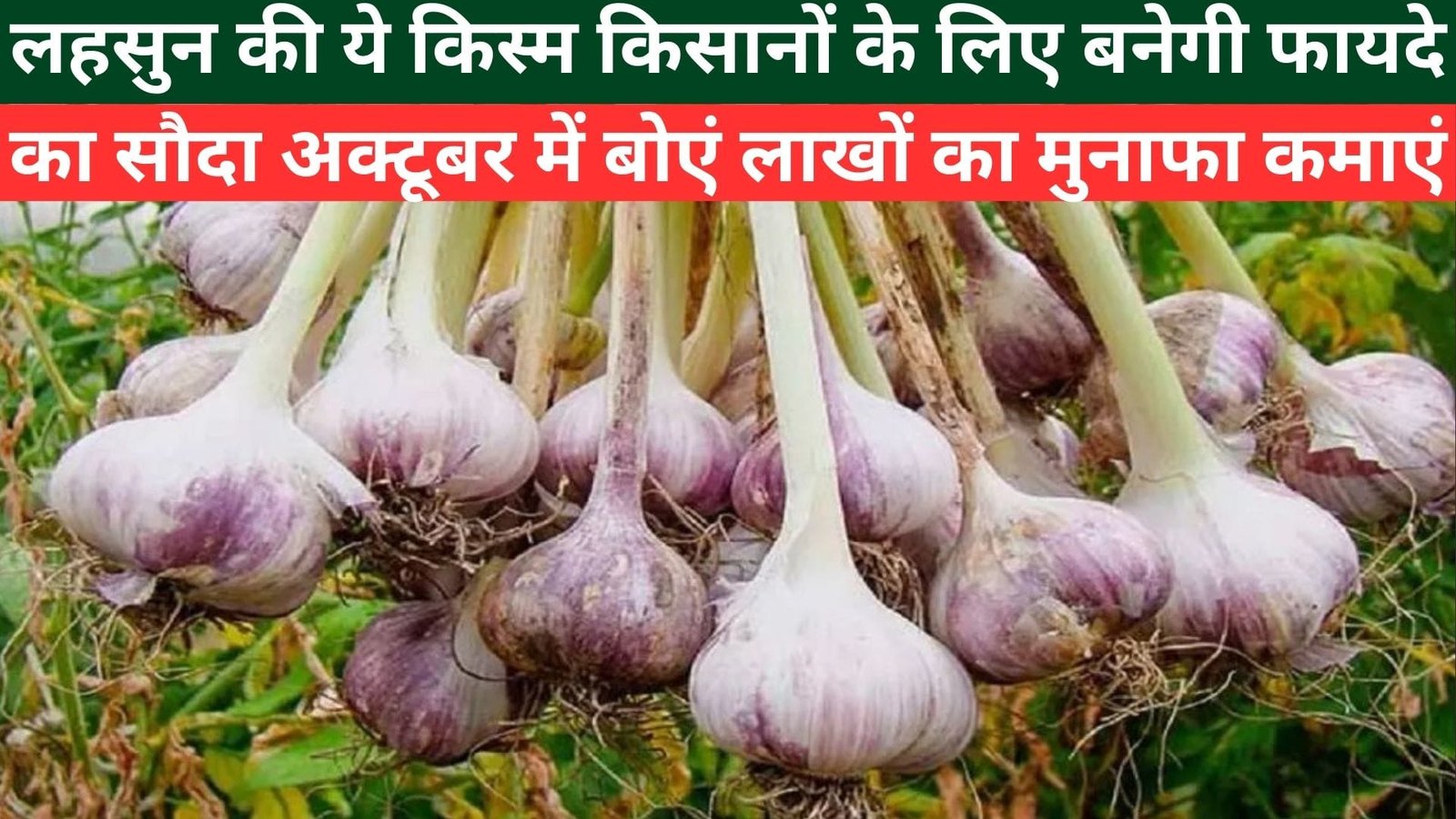 लहसुन की ये किस्म किसानों के लिए बनेगी फायदे का सौदा, अक्टूबर में बोएं लाखों का मुनाफा कमाएं, जाने किस्म