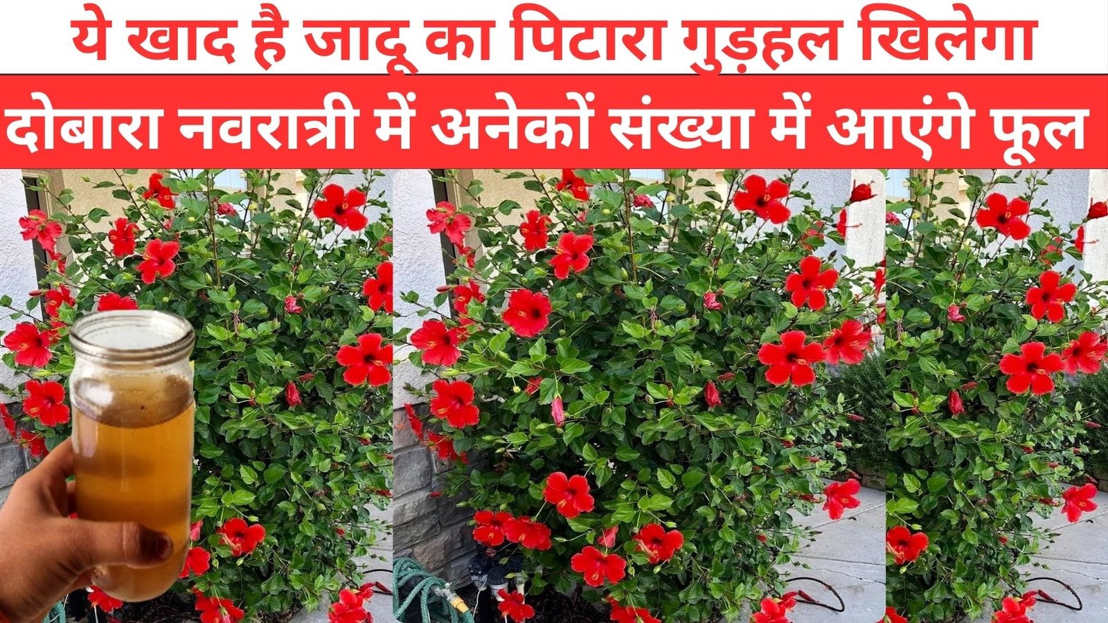 ये खाद है जादू का पिटारा गुड़हल खिलेगा दोबारा, नवरात्री में अनगिनत संख्या में आएंगे फूल और कलियाँ माली भी देखकर चौंक उठेगा, जाने कैसे