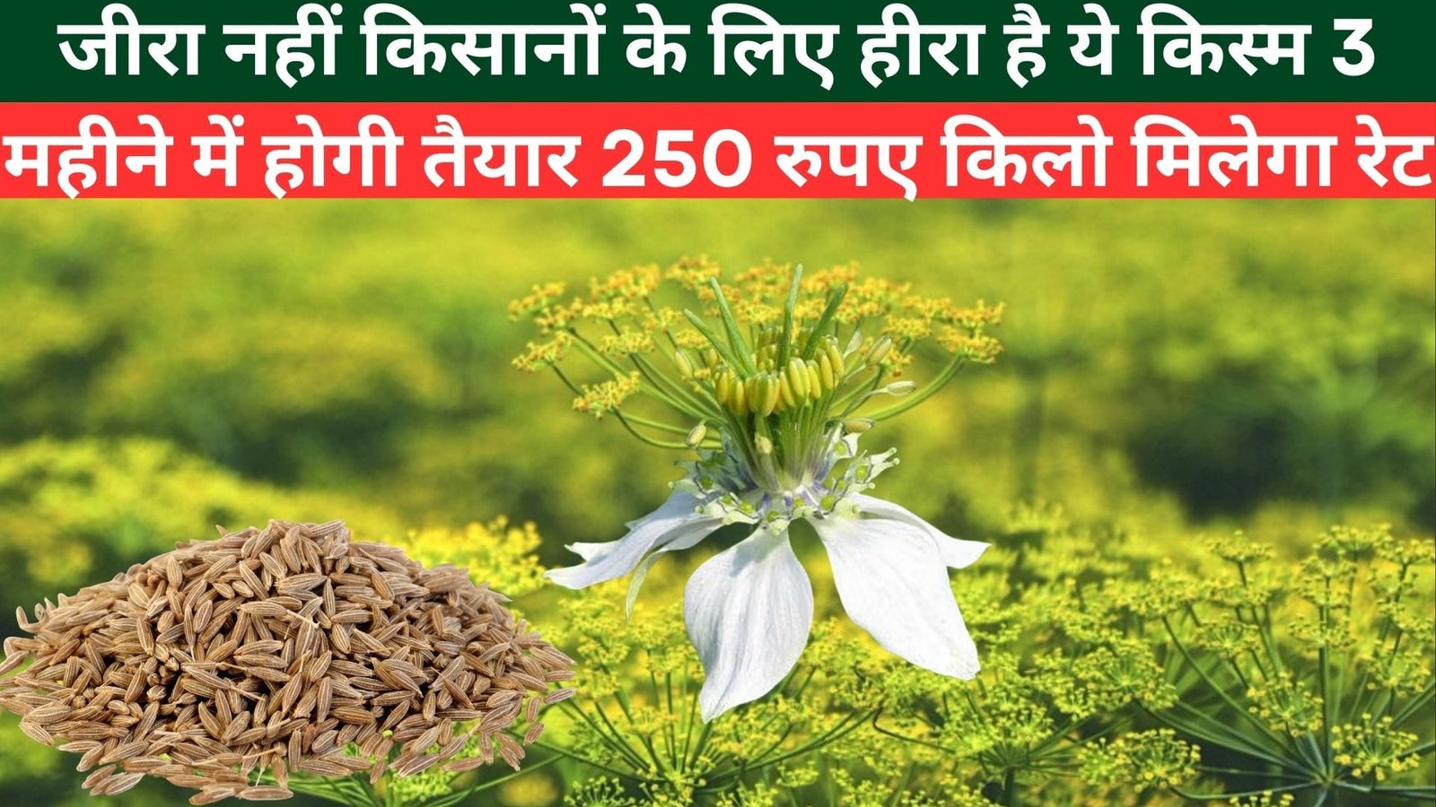 जीरा नहीं किसानों के लिए हीरा है ये किस्म, 3 महीने में होगी तैयार 250 रुपए किलो मिलेगा रेट उकठा रोग के है प्रतिरोधी, जाने नाम