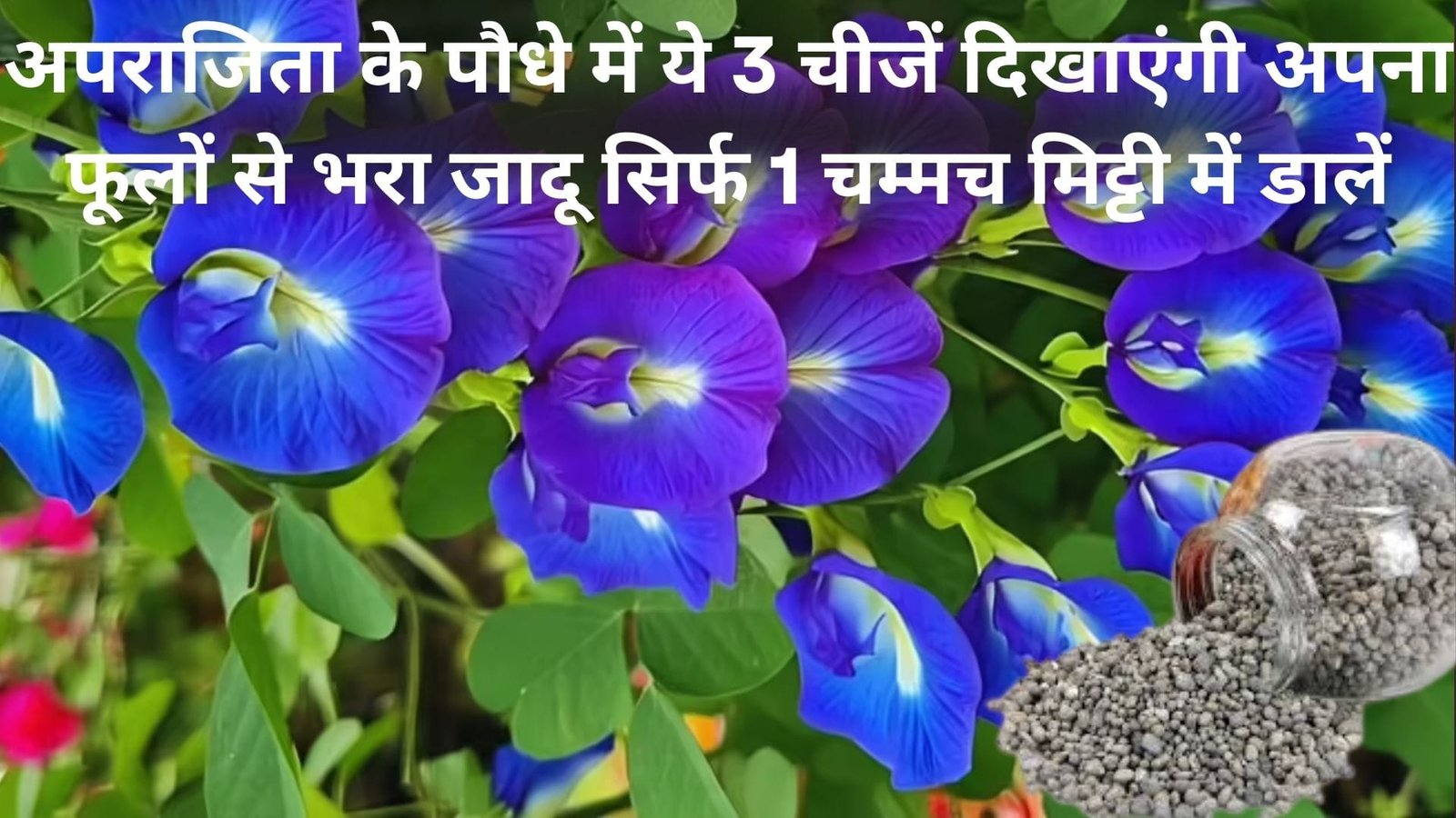 अपराजिता के पौधे में ये 3 चीजें दिखाएंगी अपना फूलों से भरा जादू, मात्र 1 चम्मच मिट्टी में डालें और महीने भर पाएं शंकपुष्पी फूल, जाने नाम