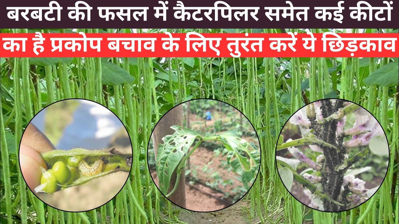 Agriculture tips: बरबटी की फसल में कैटरपिलर समेत कई कीटों का है प्रकोप, बचाव के लिए तुरंत करें ऐसे ये छिड़काव