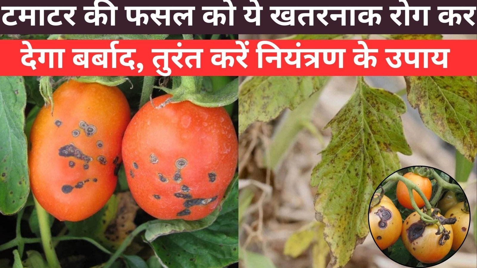 टमाटर की फसल को ये खतरनाक रोग कर देगा बर्बाद, तुरंत करें नियंत्रण के उपाय नहीं तो पछताने के सिवा कुछ नहीं लगेगा हाथ, जाने उपाय