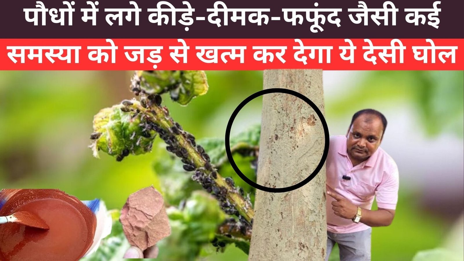 पौधों में लगे कीड़े-दीमक-फफूंद जैसी कई समस्या को जड़ से खत्म कर देगा ये देसी घोल, हरे भरे दोगुना तेजी से बढ़ें होंगे पौधे, जाने नाम