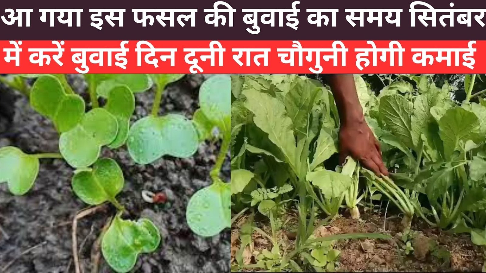 आ गया इस फसल की बुवाई का समय, सितंबर में करें बुवाई 50 दिनों में होगी दिन दूनी रात चौगुनी कमाई मार्केट में मिलेगा तगड़ा दाम