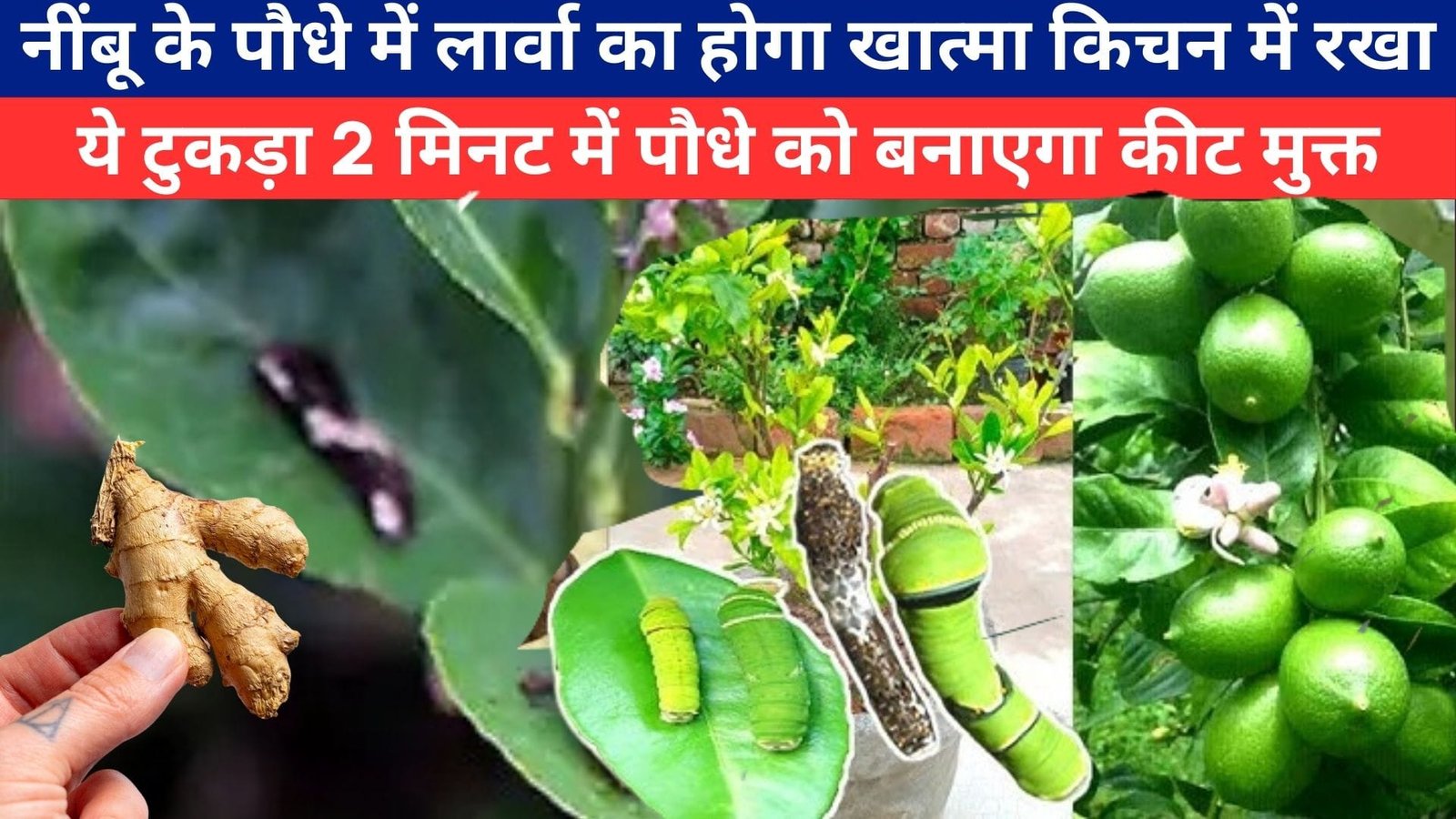 नींबू के पौधे में लार्वा का होगा खात्मा, किचन में रखा ये टुकड़ा 2 मिनट में पौधे को बनाएगा कीट मुक्त गुच्छों में नींबू से झूल जाएगा पौधा