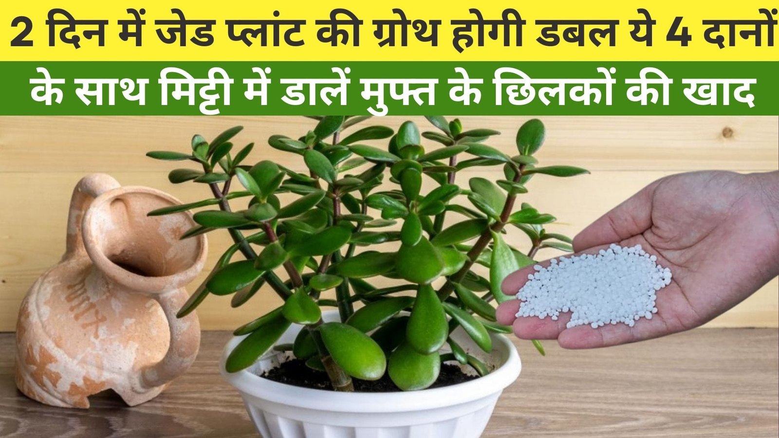 2 दिन में जेड प्लांट की ग्रोथ होगी डबल, ये 4 दानों के साथ मिट्टी में डालें मुफ्त के छिलकों की खाद नई-नई पत्तियां आना हो जाएगी शुरू