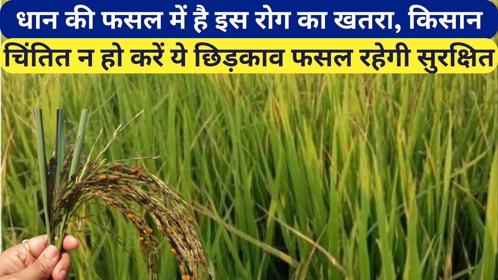 Agriculture Tips: धान की फसल में है इस रोग का खतरा, किसान चिंतित न हो करें ये छिड़काव फसल रहेगी सुरक्षित, जाने रोकथाम के उपाय