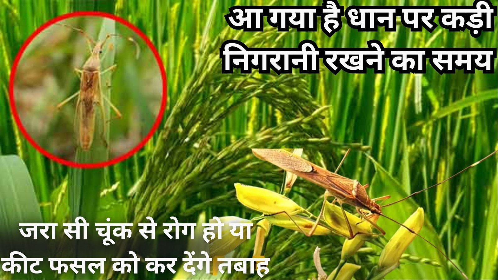 आ गया है धान पर कड़ी निगरानी रखने का समय, जरा सी चूंक से रोग हो या कीट फसल को कर देंगे तबाह, जानिए लक्षण और बचाव के तरिके