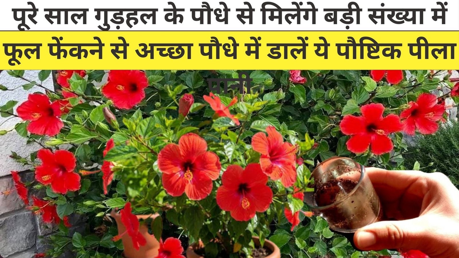 पूरे साल गुड़हल के पौधे से मिलेंगे बड़ी संख्या में फूल, फेंकने से अच्छा पौधे में डालें पौष्टिकता से भरपूर ये पीला पानी, जाने फायदे