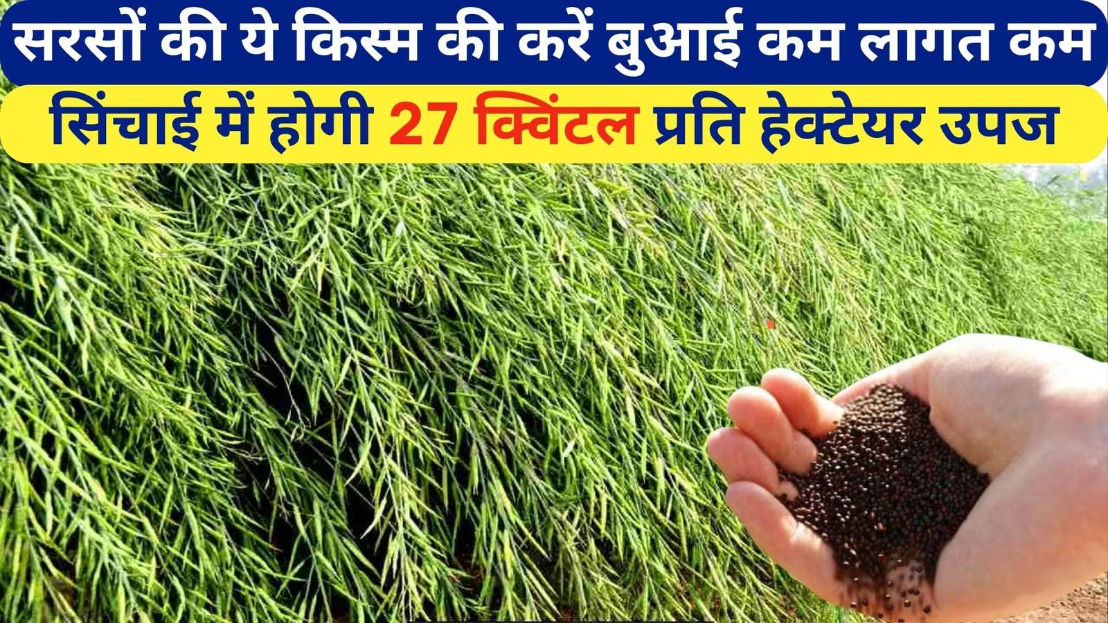 सरसों की ये किस्म की करें बुआई, कम लागत कम सिंचाई में होगी मोटी कमाई 27 क्विंटल प्रति हेक्टेयर होगी उपज, जाने किस्म