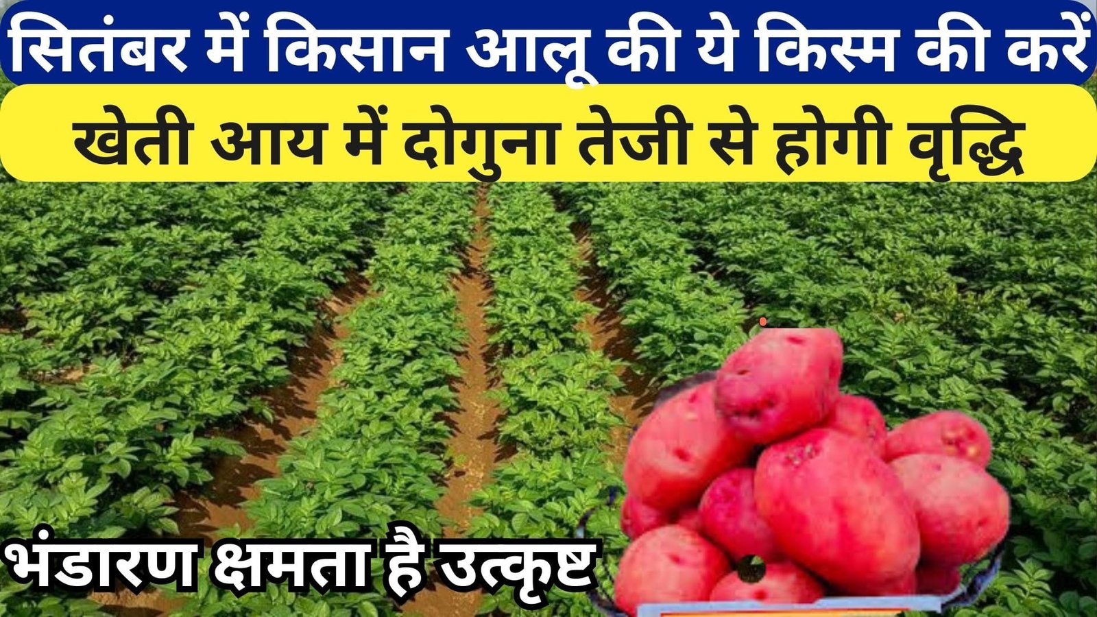 सितंबर में किसान आलू की ये किस्म की करें खेती, आय में दोगुना तेजी से होगी वृद्धि भंडारण क्षमता है उत्कृष्ट, जाने खासियत