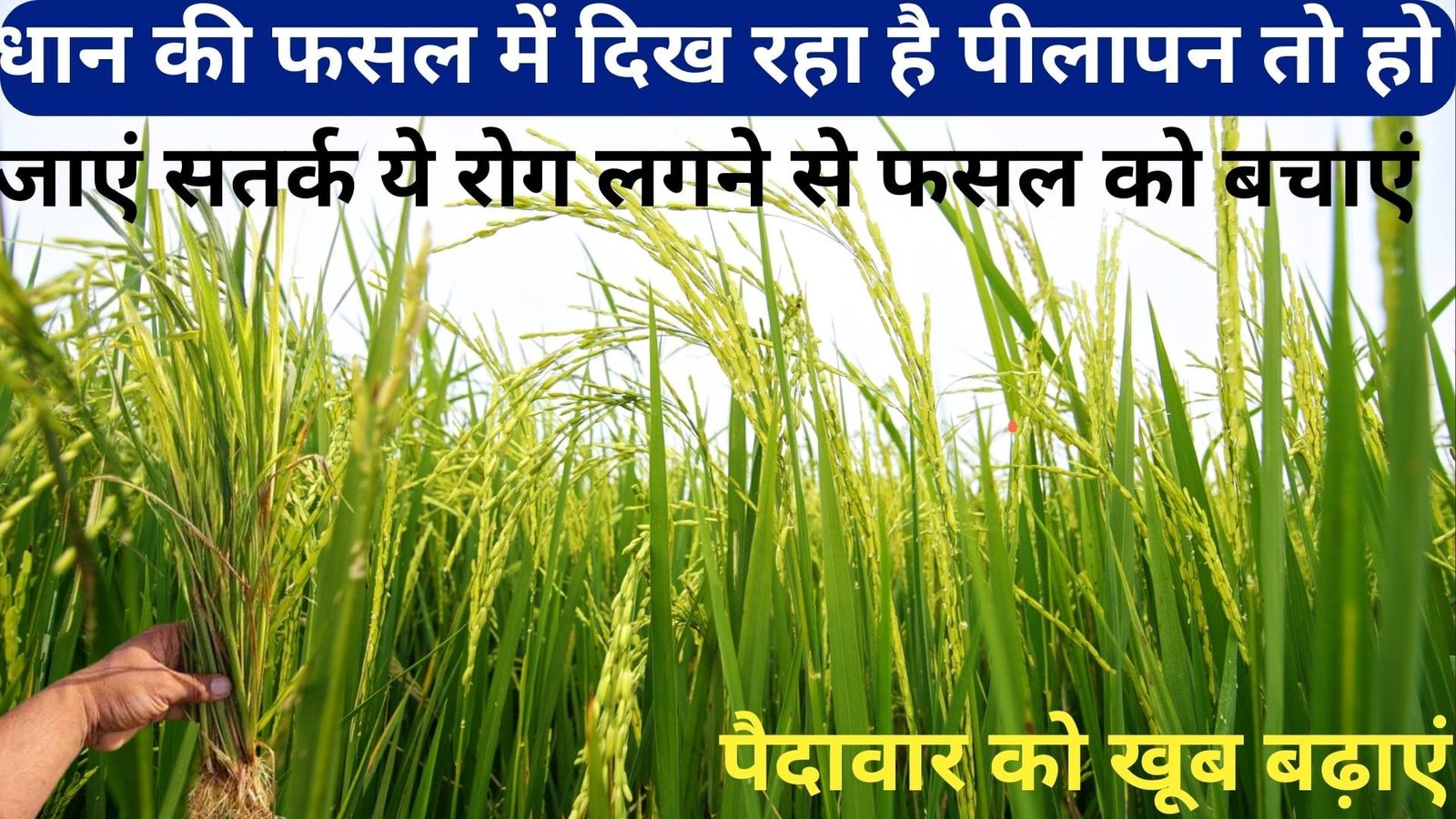 धान की फसल में दिख रहा है पीलापन, तो हो जाएं सतर्क ये रोग लगने से फसल को बचाएं पैदावार को खूब बढ़ाएं, जाने सम्पूर्ण जानकारी