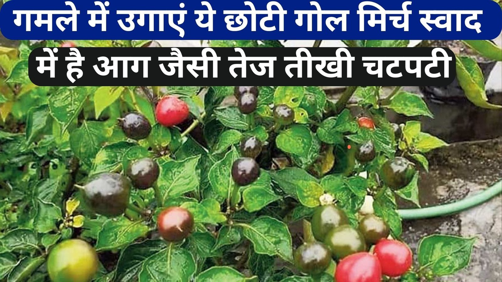 गमले में उगाएं ये छोटी गोल मिर्च, स्वाद में है आग जैसी तेज तीखी चटपटी एक मिर्च सब्जी में फूंक देगी स्वाद, जाने नाम