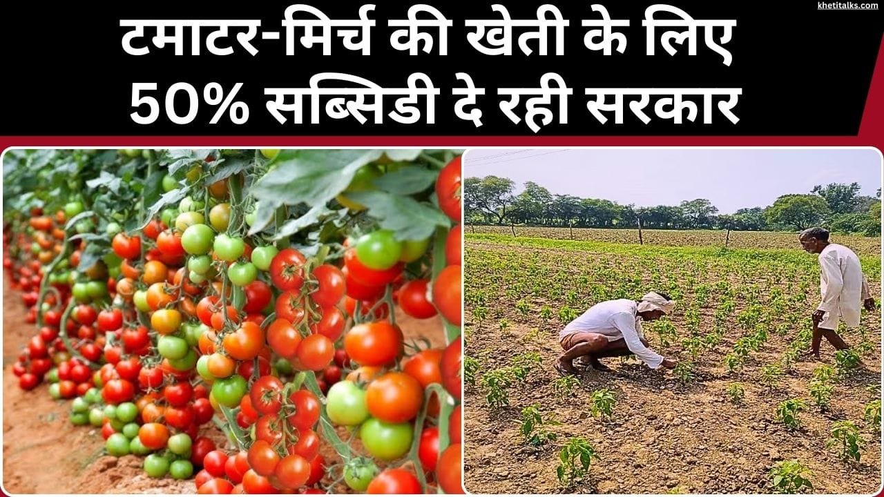 टमाटर और मिर्च की खेती के लिए सब्सिडी
